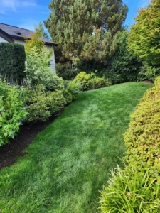 Yard Services Near Me